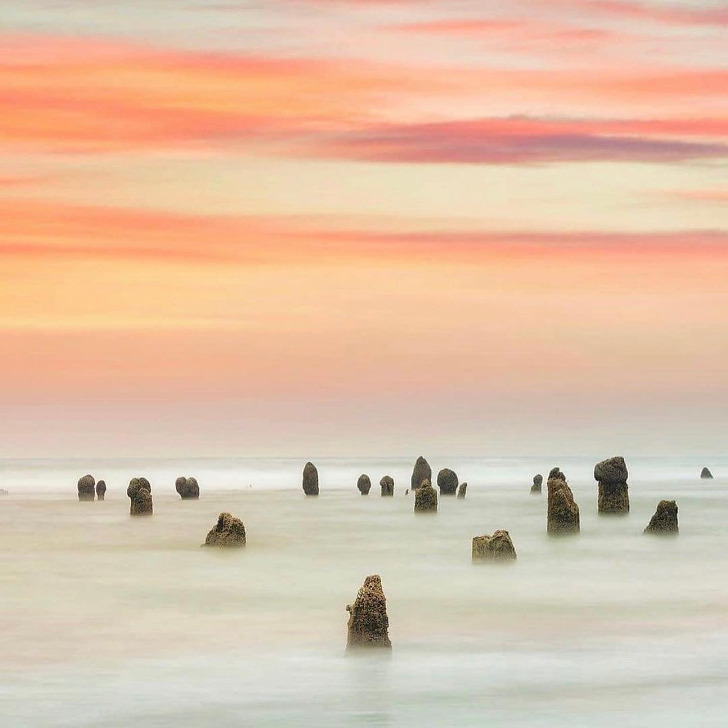 Ghost forest — Neskowin coast at dusk